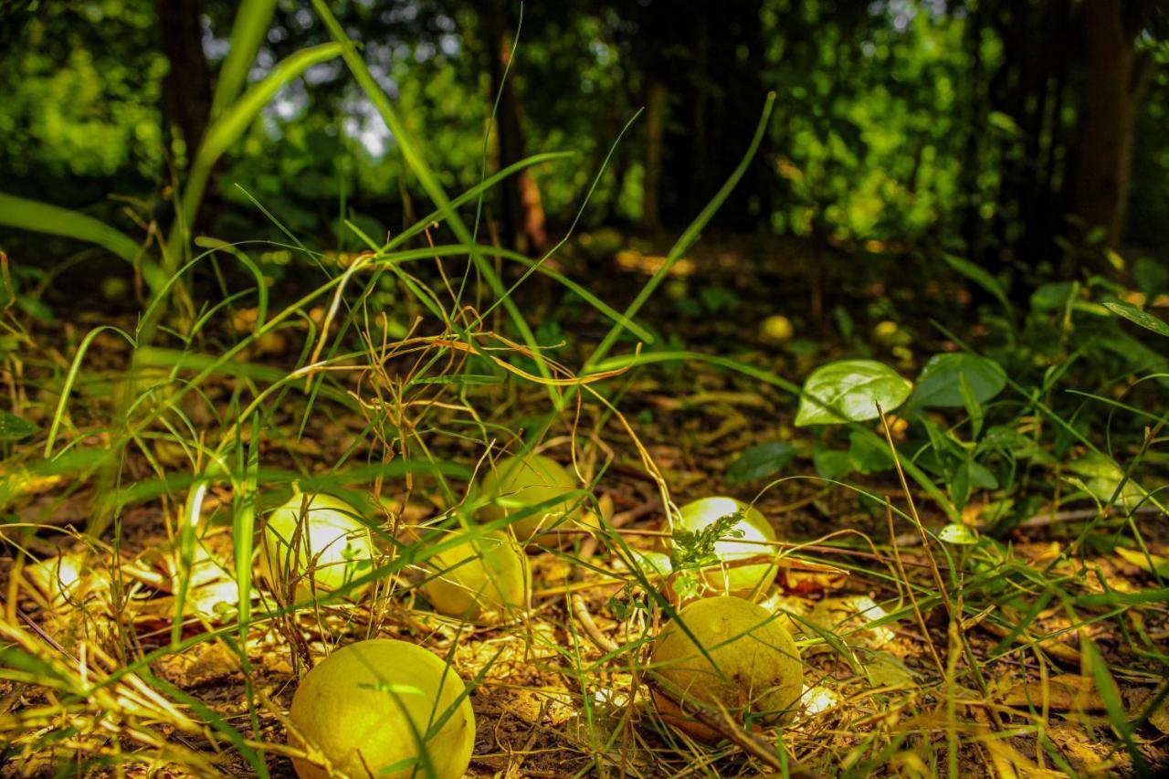 Panna Tiger Resort- Riverside Property Rājgarh エクステリア 写真